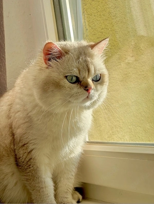 süße BKH Kitten abgabebereit!!!!