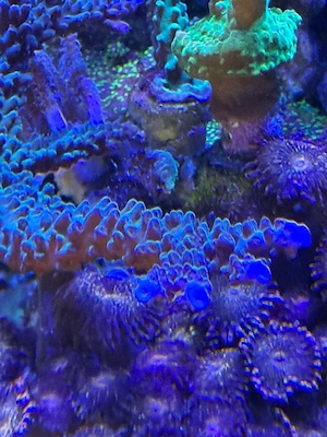 Acropora mit blauen Spitze 