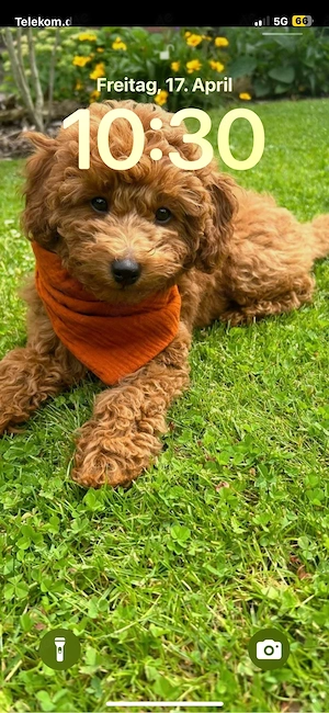 Süße Toy- Zwergpudel Hündin sucht liebevolles Zuhause