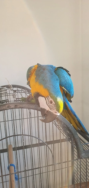 Gelbbrustara Weibchen