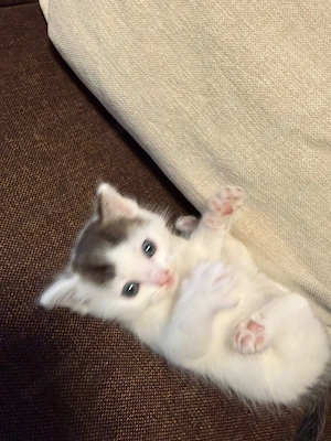 Katzen baby