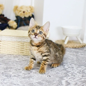 Wunderschöne Bengal Kitten Snow & Brown Rosetted