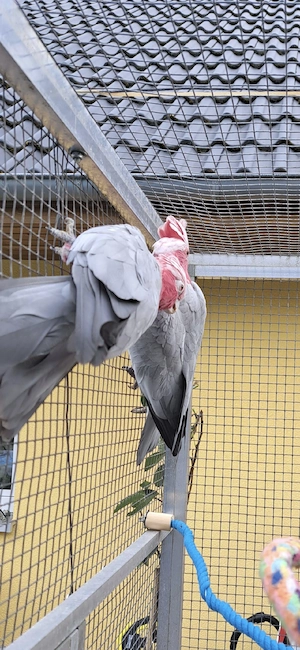 1,1 Zuchtpaar Rosakakadu 