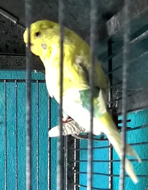 Wellensittich mit Voliere zu verschenken