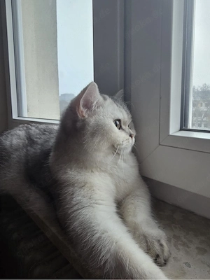 Eine einjährige weibliche Britisch Kurzhaar-Katze