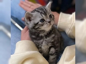 BKH Kitten black silver Tabby mit Stammbaum