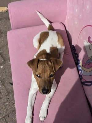 OG Jack Russell Terrier welpen