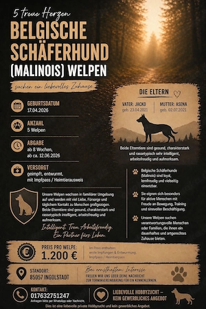 Belgische Schäferhunde Malinois Welpen