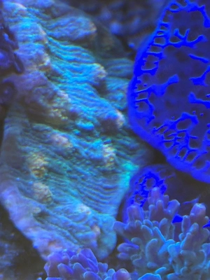 Meerwasser Steinkoralle 