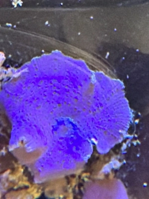 Mega blaue Scheiben Anemone auf Ablegerstein