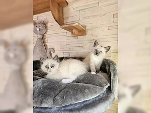 Bezaubernde Ragdollkitten