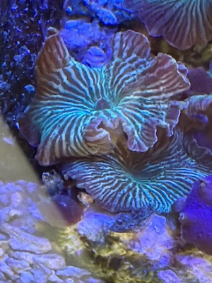 Grüne Scheibenanemone mit Streifen