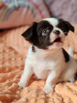 *Chihuahua Welpen mit Ahnentafel Körzucht*