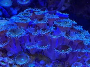 Krustenanemone mit ca 50 Polypen