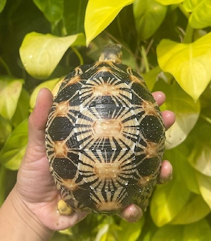 Strahlenschildkröte   mit wunderschönen Exemplaren