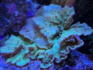 Leberkoralle grün Australien