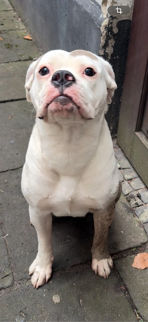 old english bulldog hündin oeb old englisch