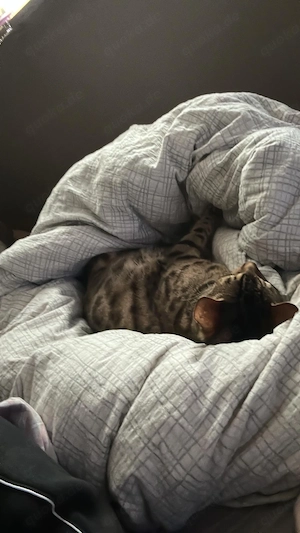 bengal sucht liebevolles zuhause 