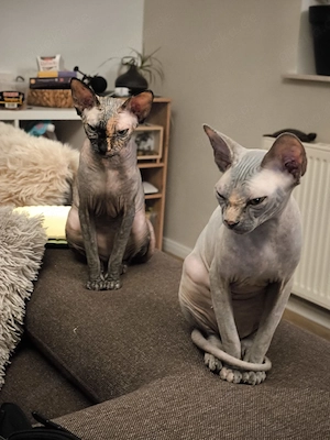 Sphynx Katzen suchen dringend zuhause