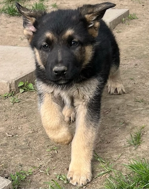 Deutsche Schäferhund Welpen