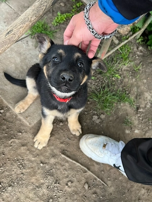 Deutsche Schäferhund Welpen