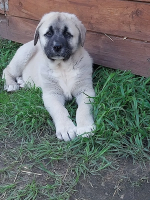 Kangal welpen 