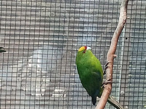 Springsittiche Nachzuchten 