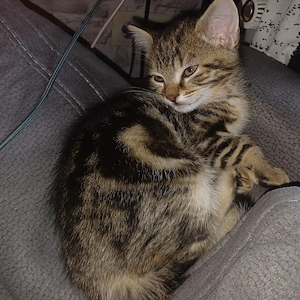 Zwei Katzenkinder suchen eigenes Zuhause 