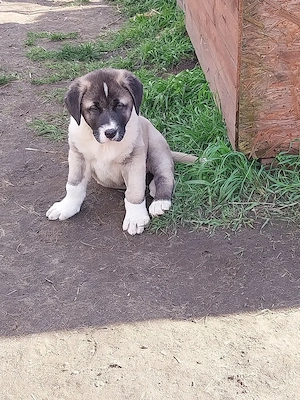 Kangal welpen 