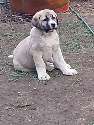 Kangal welpen 