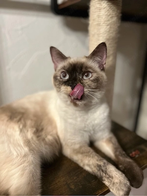 Katzen im Doppelpack zum abgeben in liebevolle Hände