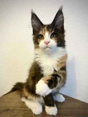 Maine Coon Mädchen mit Stammbaum   geimpft, entwurmt