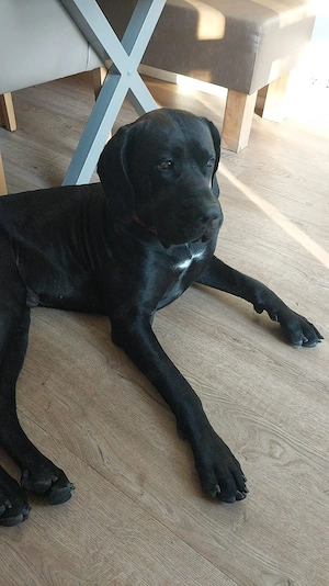 Deutsche  Dogge Rüde 3 Jahre 