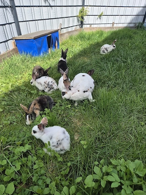 Dalmatiner Rex Hasen 