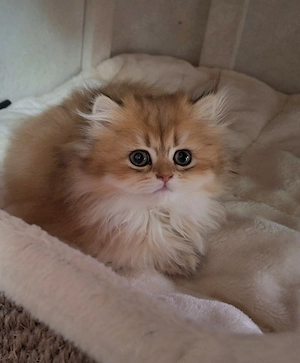 Goldene BKH & BLH Kitten