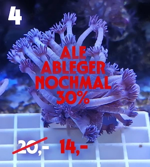 Meerwasser Korallen Ableger