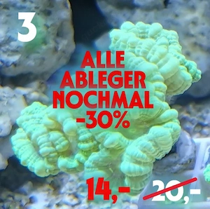 Meerwasser Korallen Ableger