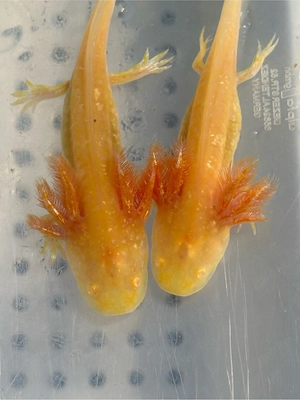 Jungtiere 10cm Pink und Gold mit Glitzer 