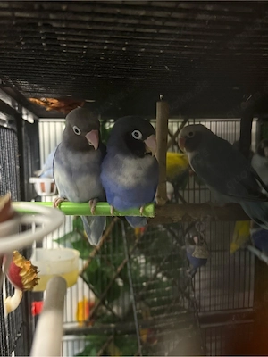 Rußköpfchen abzugeben   verschiedene Farben, mit DNA-Test