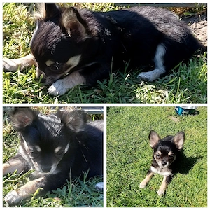 Langhaar chihuahua Hündin 