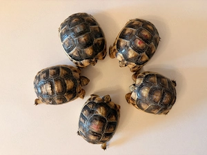 Breitrandschildkröten (Testudo  marginata)