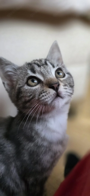 BKH Blondy 450,00(Verfügbar)und Grauy 450,00 (Verfügbar)