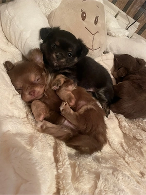 Reinrassige Chihuahua Welpen suchen ihre Familie