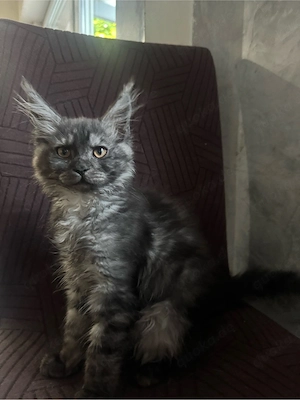 main coon kitten