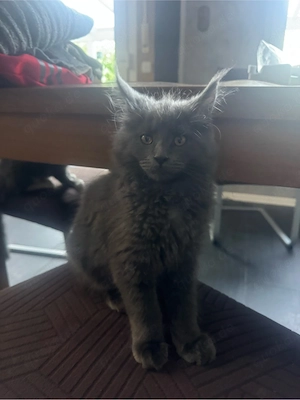 main coon kitten