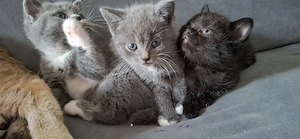 Wunderschöne Bkh kitten 