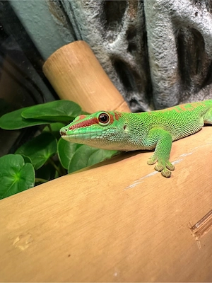 Großer Madagaskar Taggecko Bild 2