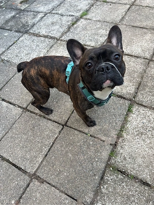 Französische Bulldoge