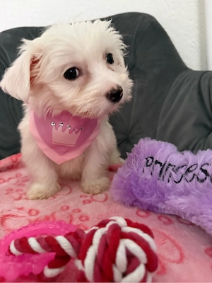 Malteser-Maltipoo Mädchen mini