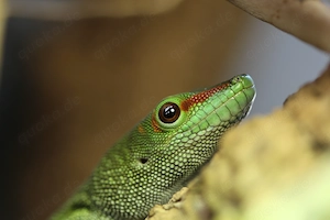 Phelsuma Grandis 1.1